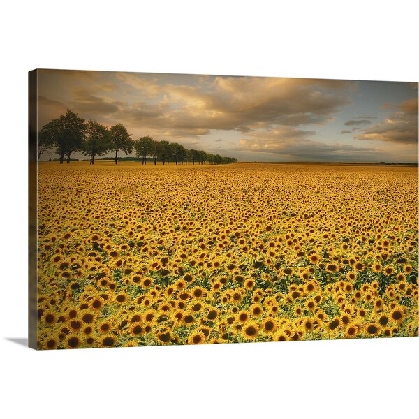"Sunflowers" Canvas Wall Art - Overstock - 16493930